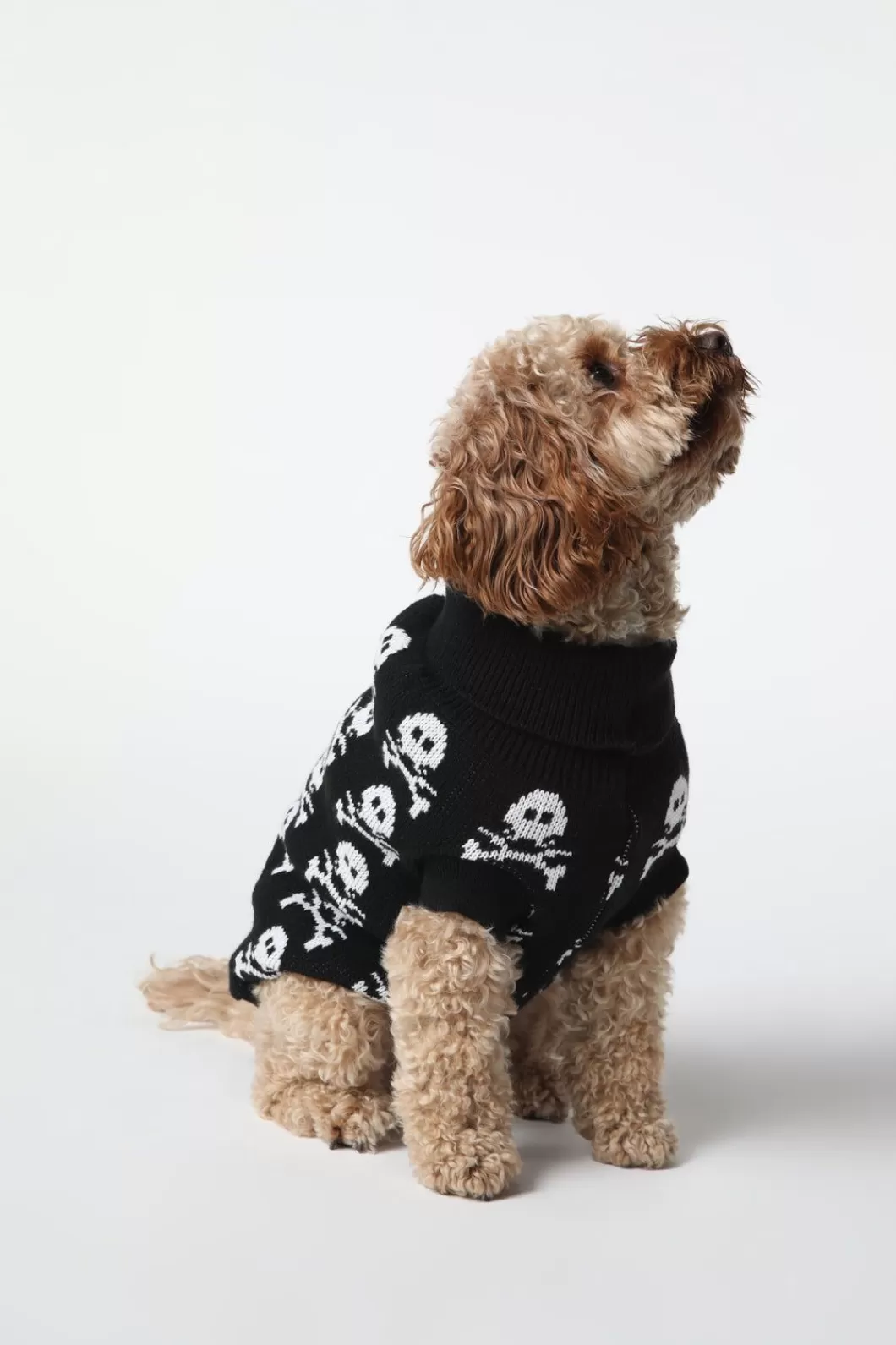 Homewares<Dangerfield Skull Dog Jumper M