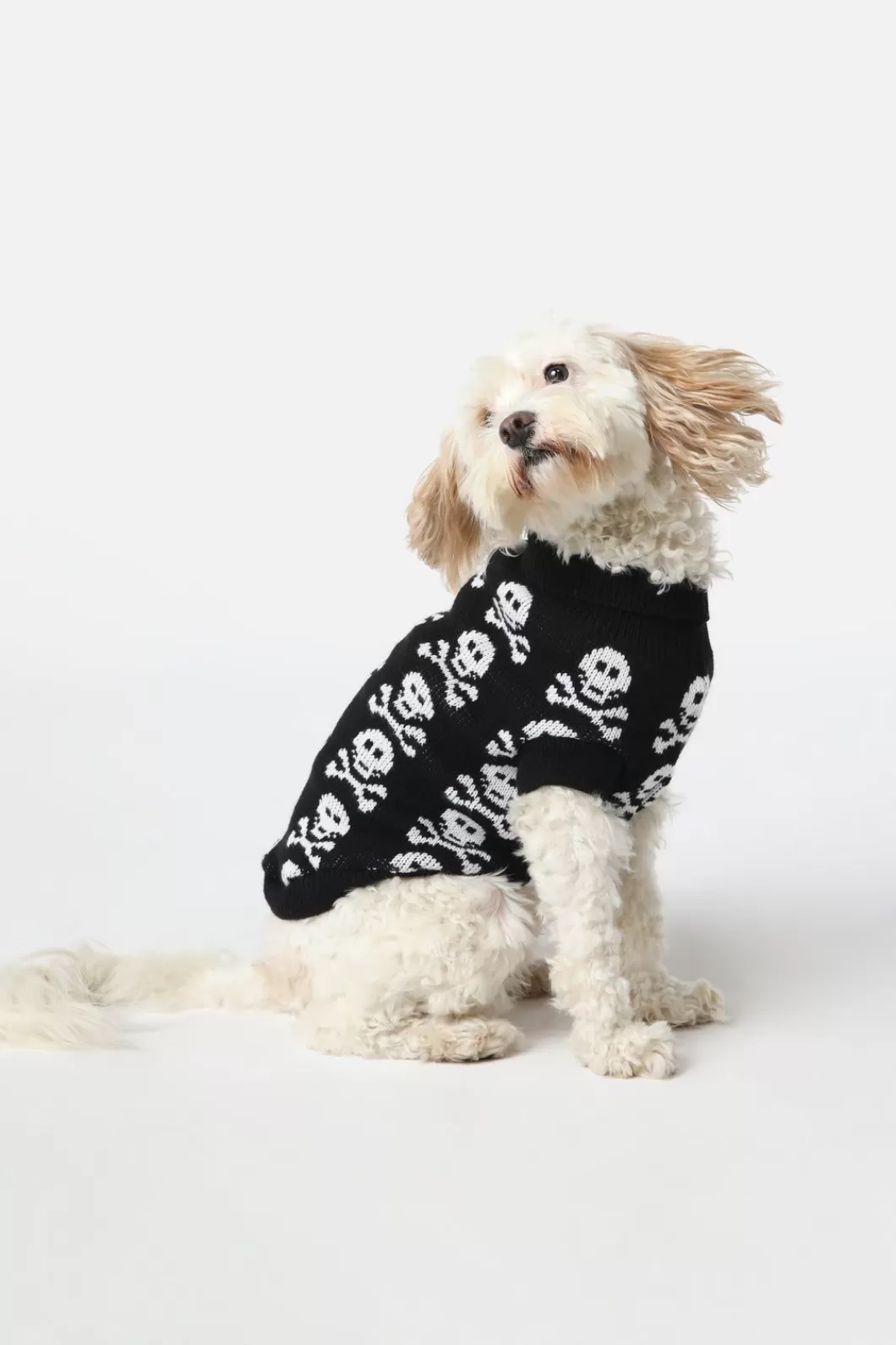 Homewares<Dangerfield Skull Dog Jumper S